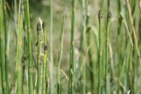 Equisetum x moorei