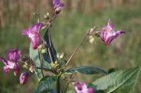 Impatiens glandulifera