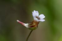 Pinguicula lusitanica