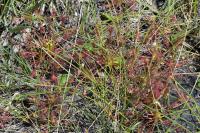 Drosera intermedia