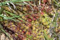 Drosera rotundifolia