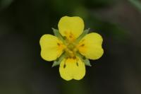 Potentilla erecta