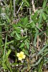 Potentilla erecta