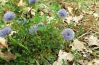 Globularia bisnagarica