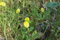 Trifolium campestre