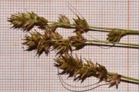 Carex spicata