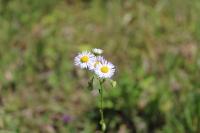 Erigeron annuus