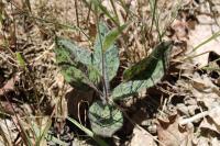 Hieracium maculatum