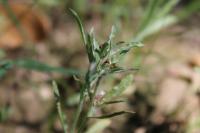 Gnaphalium uliginosum