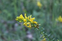 Genista tinctoria