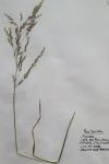Poa trivialis