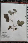 Rubus caesius