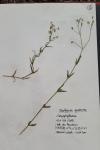 Stellaria graminea