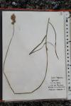 Carex leporina