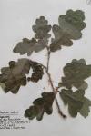 Quercus robur