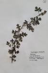 Crataegus monogyna