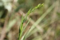 Bupleurum gerardi