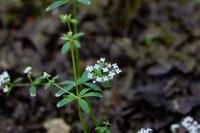 Galium palustre