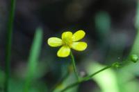 Ranunculus flammula