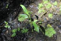 Alisma lanceolatum
