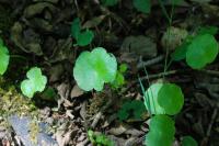 Hydrocotyle vulgaris
