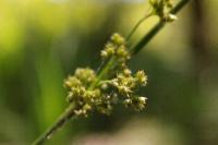 Juncus effusus