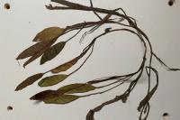 Potamogeton natans