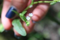 Myosotis scorpioides