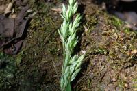 Holcus lanatus