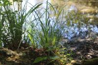 Carex elata