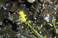 Rorippa amphibia