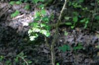 Crataegus monogyna