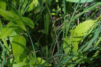 Salix atrocinerea