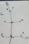 Galium palustre