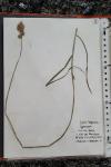 Carex leporina