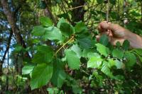 Frangula alnus