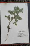 Mentha arvensis