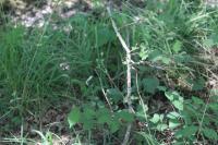 Lonicera periclymenum