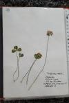 Trifolium repens
