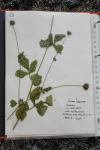 Geum urbanum