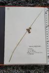 Juncus conglomeratus