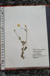 Ranunculus sardous