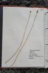 Eleocharis palustris