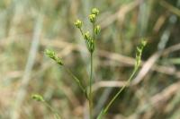 Bupleurum gerardi
