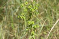 Euphorbia esula