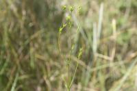 Bupleurum gerardi