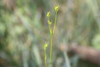 Bupleurum gerardi