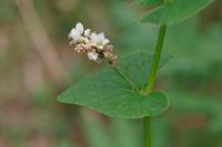 Fagopyrum esculentum