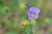 Linum usitatissimum