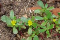 Portulaca oleracea